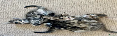 Mixed Breed 2