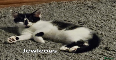 Mixed Breed cats - Advert 11