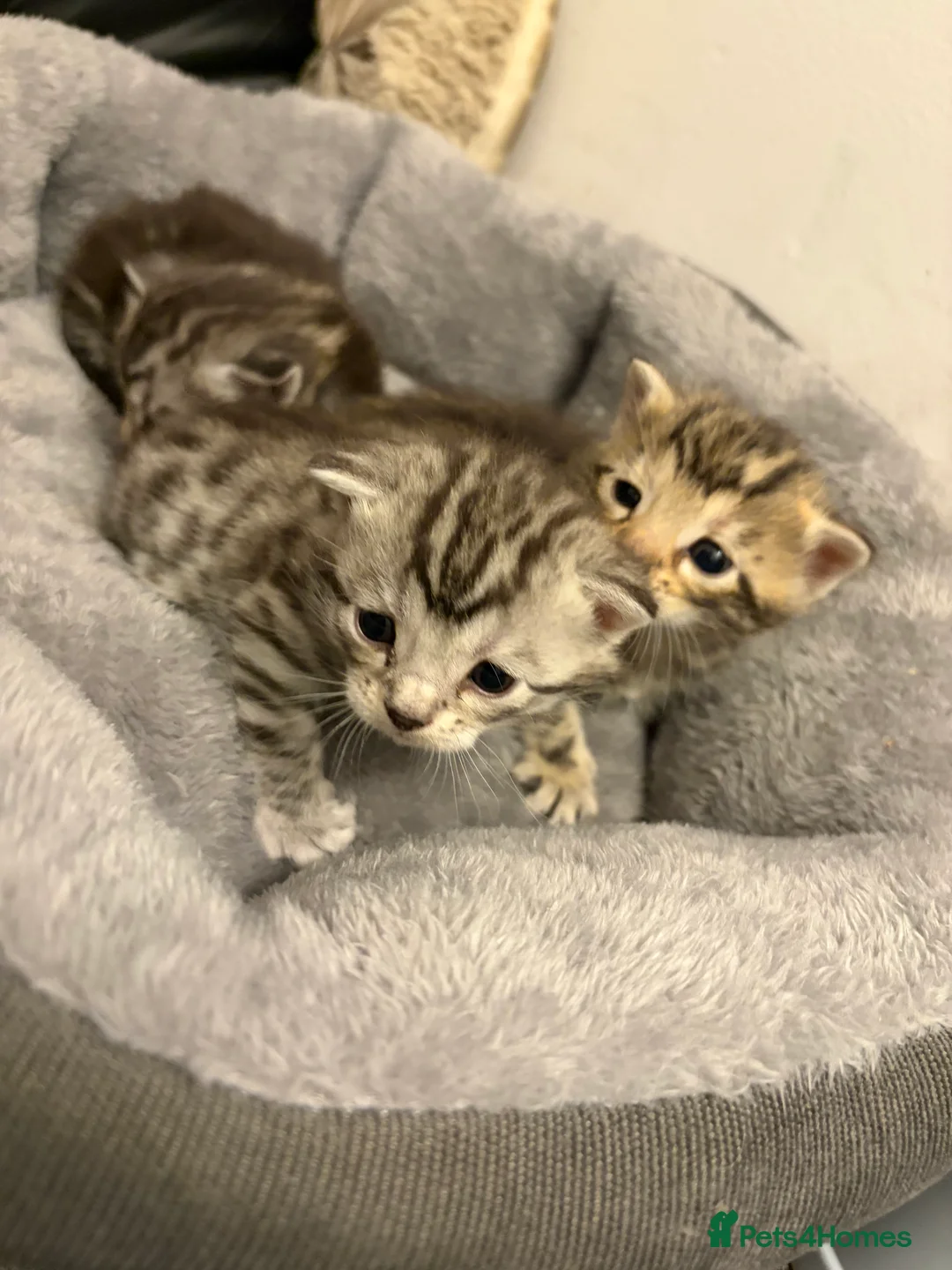 Bengal cats for sale: 3 beautiful kittens  - Advert 1