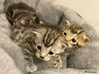 Bengal cats 3 beautiful kittens - Advert 3