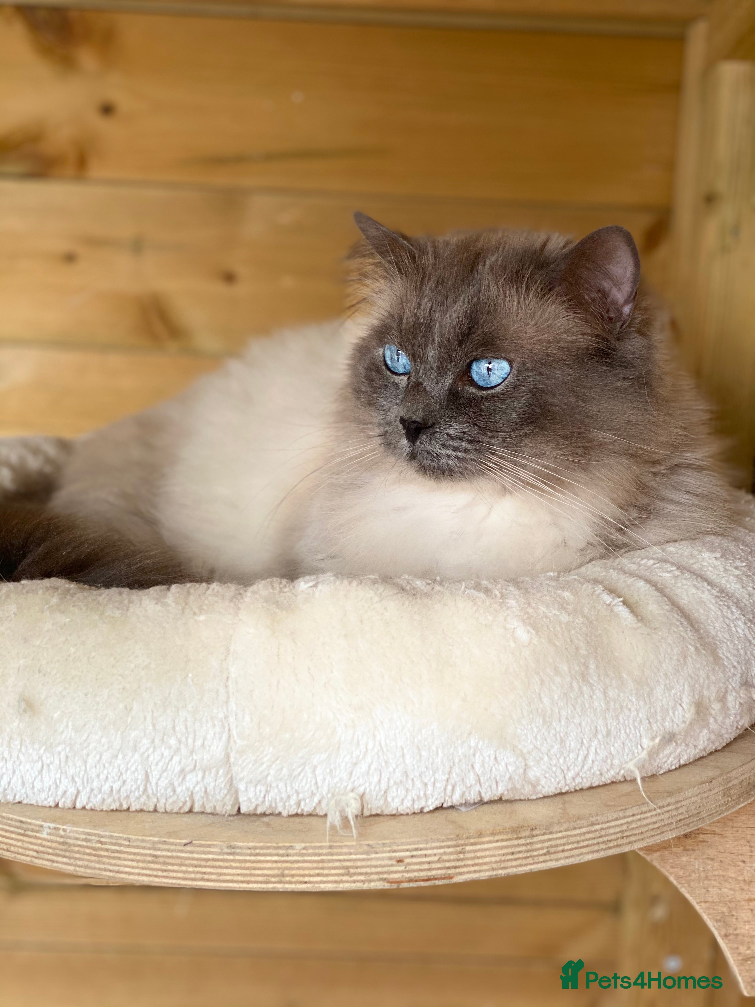 Ragdoll cats Champion Line Blue Ragdoll - GCCF - STUD ONLY in Swindon - Advert 11