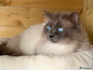 Ragdoll cats Champion Line Blue Ragdoll - GCCF - STUD ONLY in Swindon - Advert 5