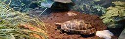 Tortoise reptiles for sale: 2 male med spur thigh tortoise  - Advert 4