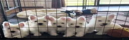 West Highland Terrier dogs for sale: West highland terrier puppies - Advert 2