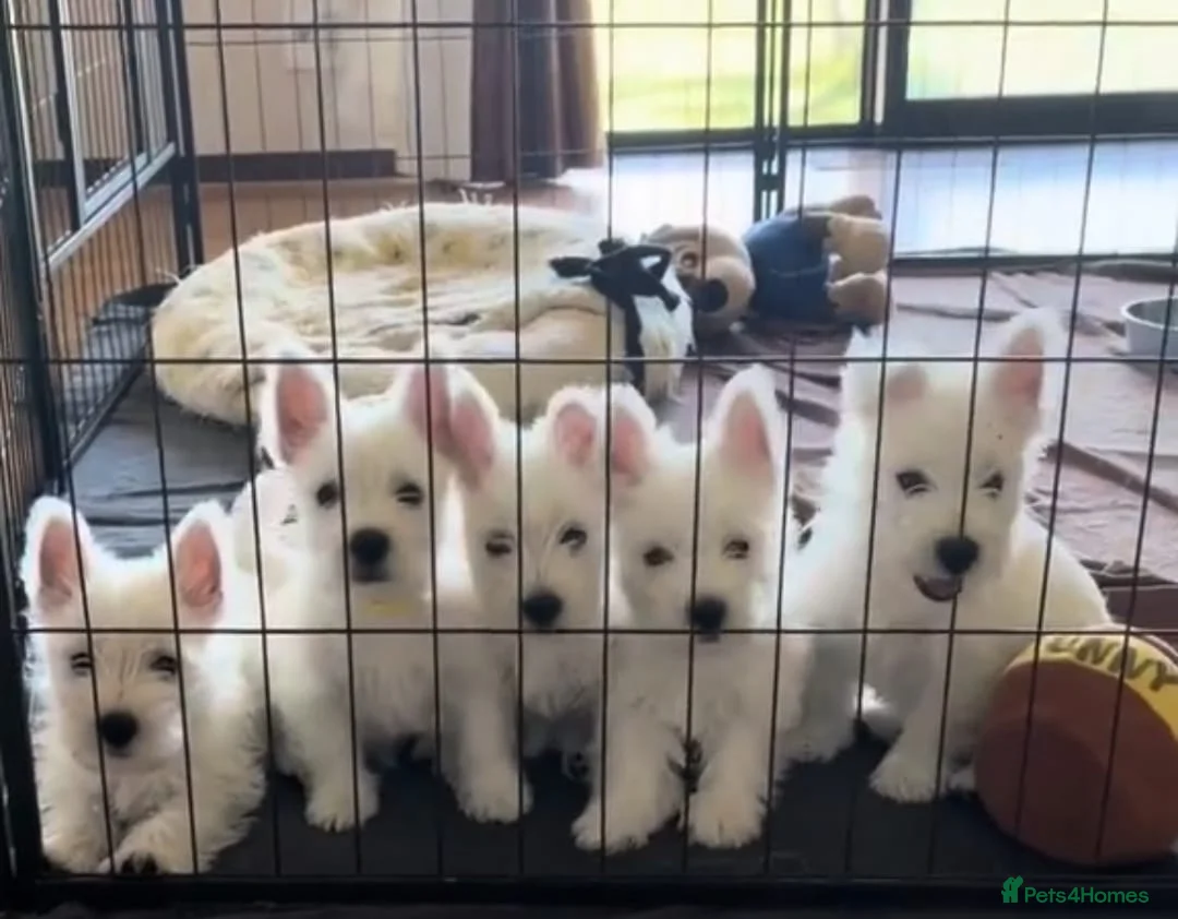 West Highland Terrier dogs for sale: West highland terrier puppies - Advert 2