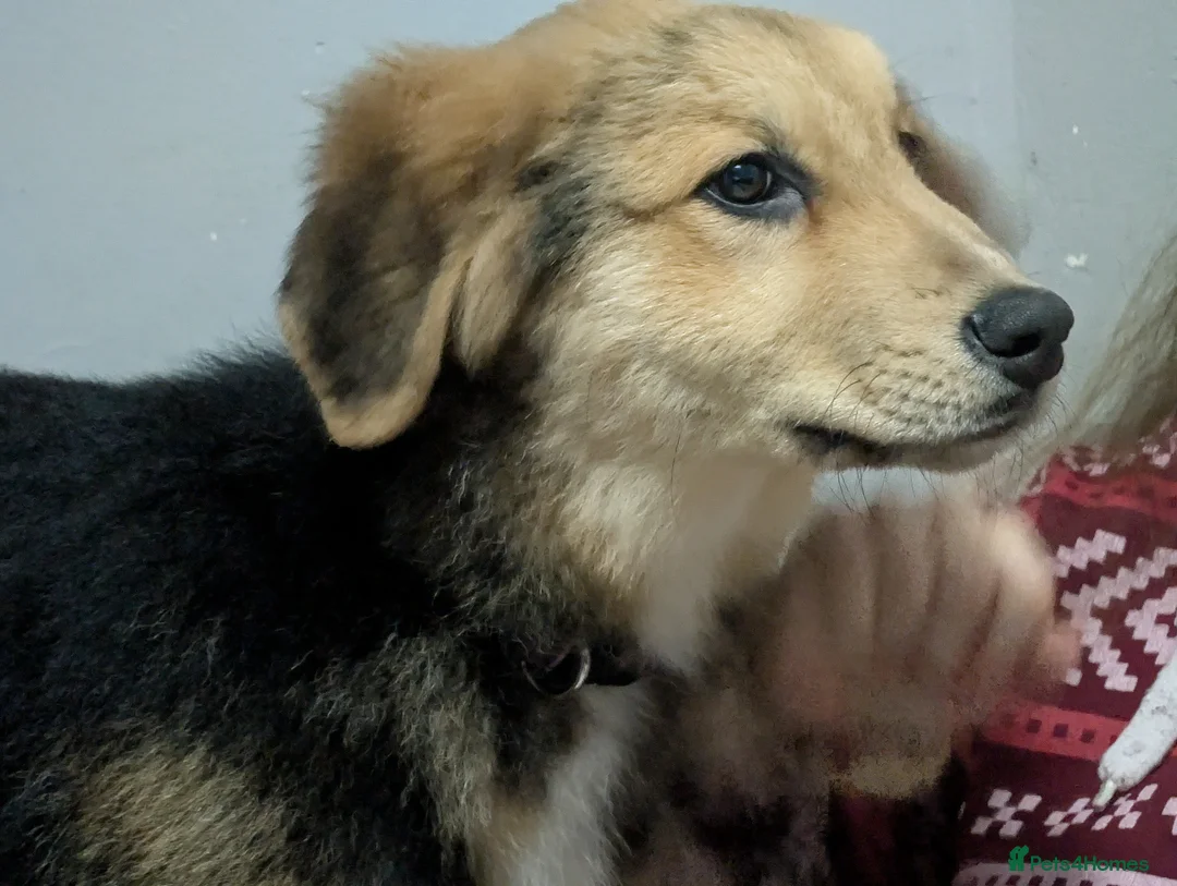 Mixed Breed dogs for sale: St Bernese X white swiss Shepard puppy - Advert 11