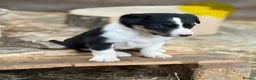 Mixed Breed dogs for sale: Gorgeous sheepdog puppies  - Advert 6