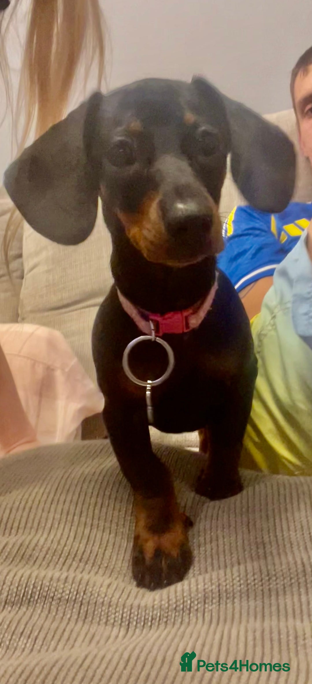 Dachshund dogs for sale: 8 month female pup needing a loving home  - Advert 6