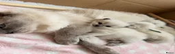 Ragdoll cats for sale: Gorgeous Blue Point Ragdoll Kittens Available  in Derby - Advert 9
