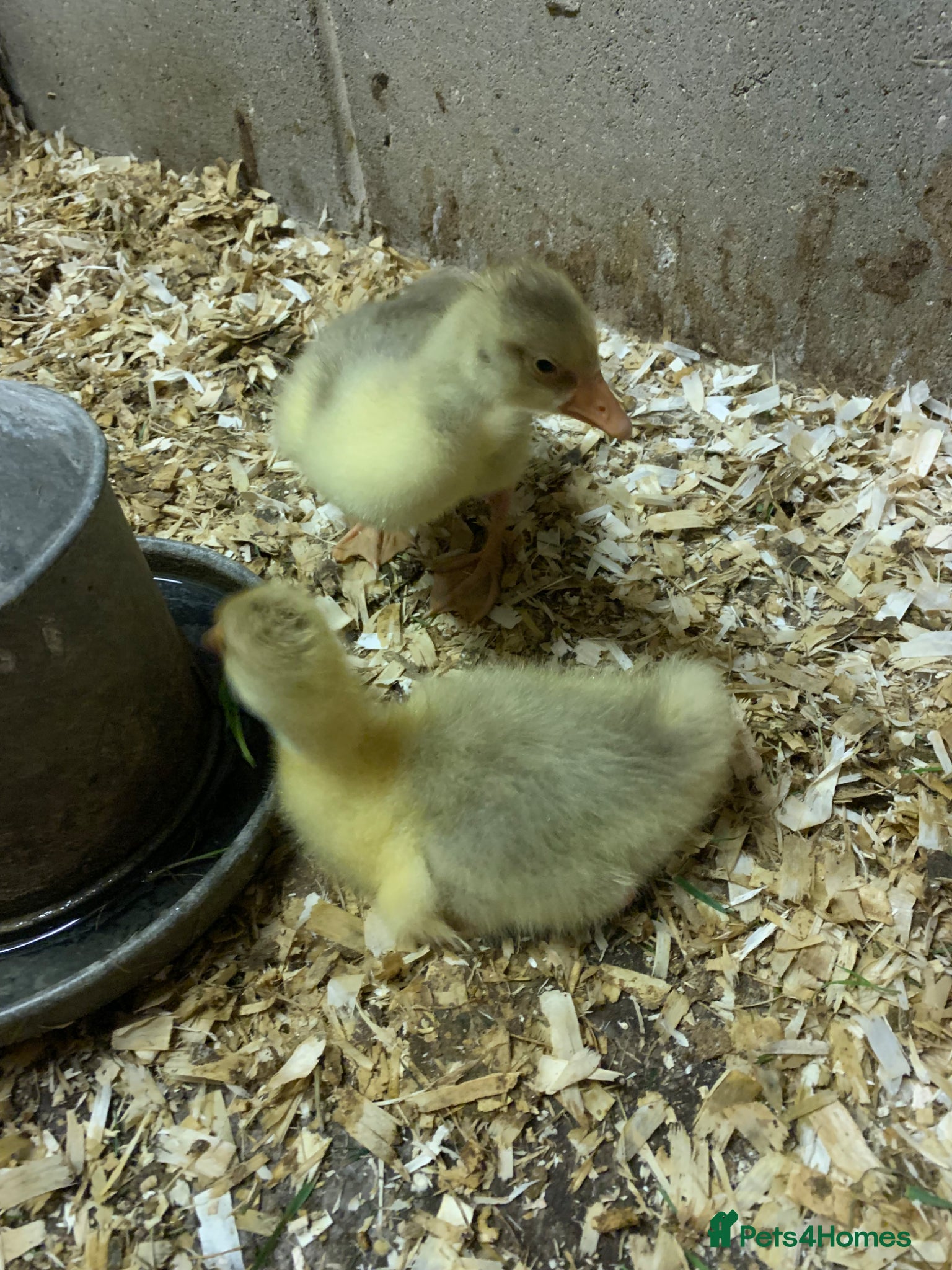 Mixed Breed livestock One week old tame Embdens goslings - Advert 12