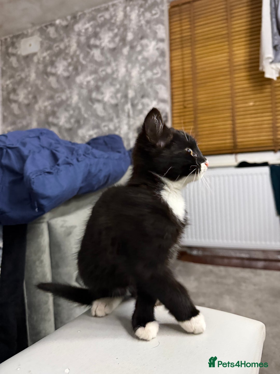 Mixed Breed cats for sale: 10-Week-Old Playful Kittens Seeking Loving Homes - Advert 8