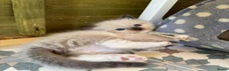 Ragdoll cats for sale: Mink & mink carrying ragdolls  - Advert 9