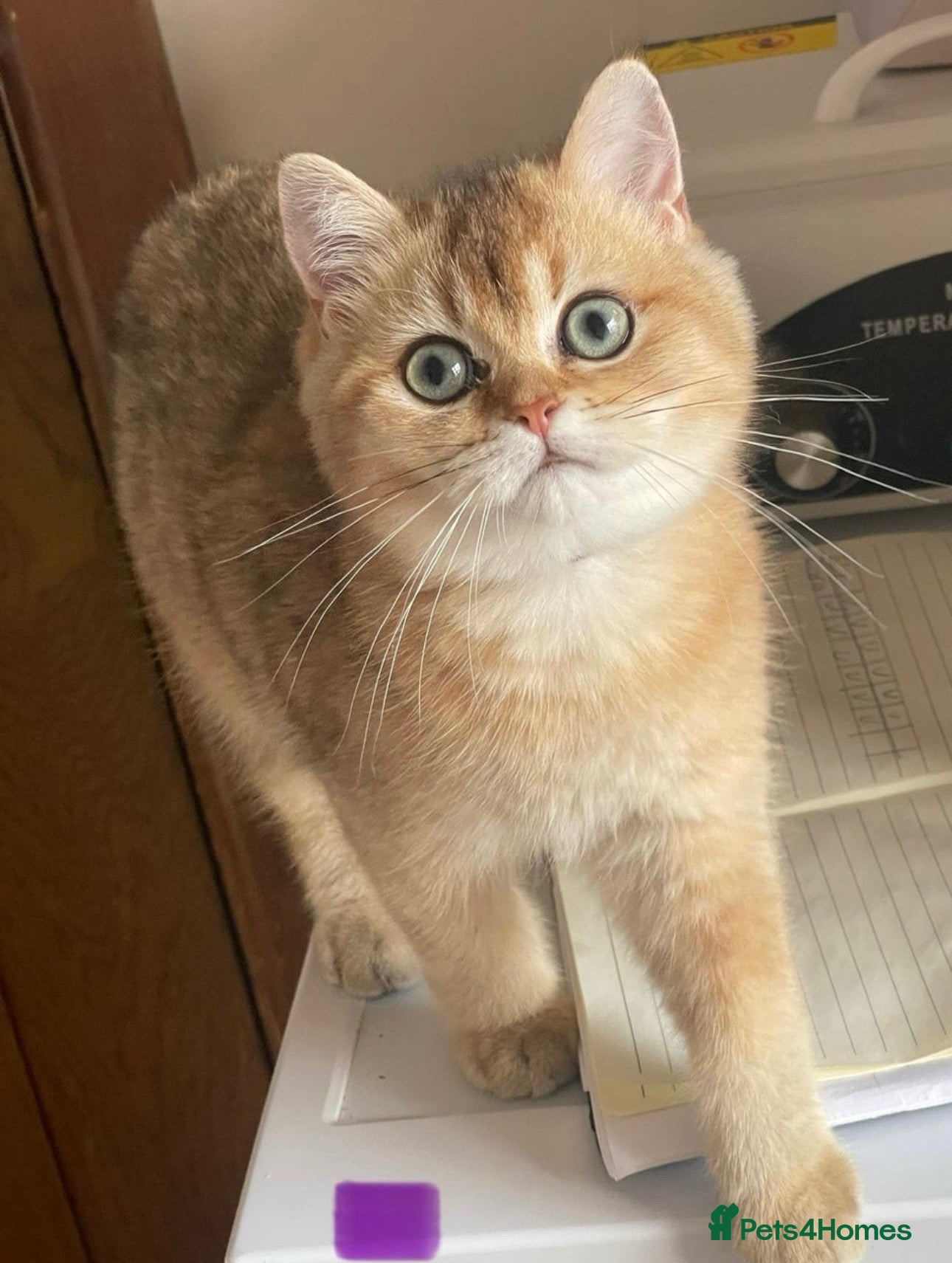 British Longhair cats NY12 Two Beautiful Female Cats Looking for Loving - Advert 4