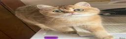 British Longhair cats for sale: NY12 Two Beautiful Female Cats Looking for Loving - Advert 13