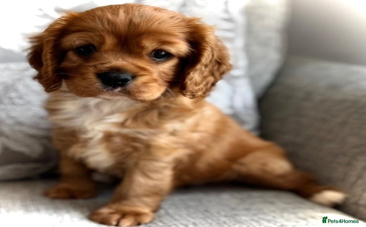 Cavalier King Charles Spaniel dogs - Advert 1