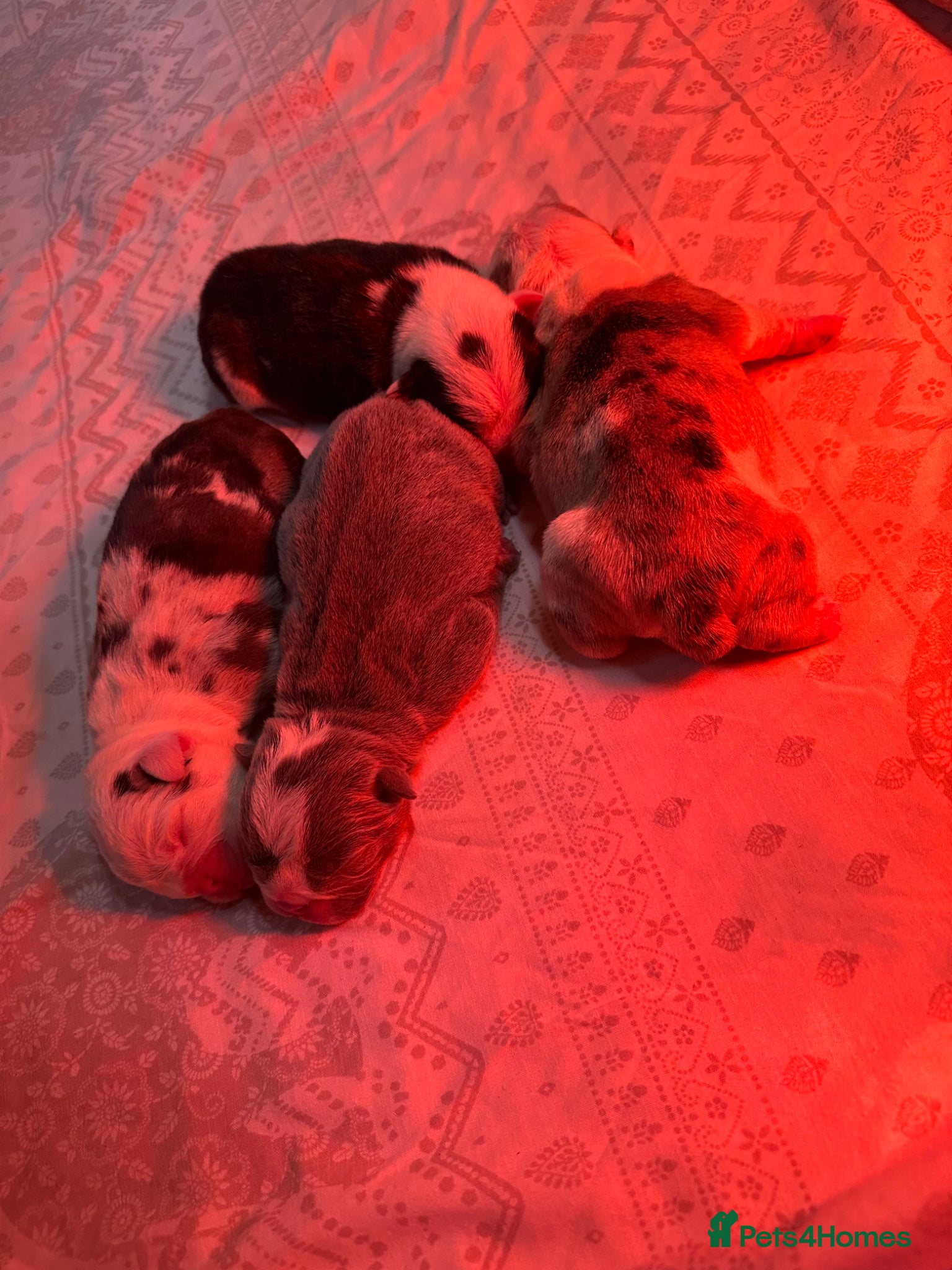 English Bulldog dogs for sale: 🐾 EXCEPTIONAL OLDE ENGLISH BULLDOG PUPPIES 🐾 - Advert 11