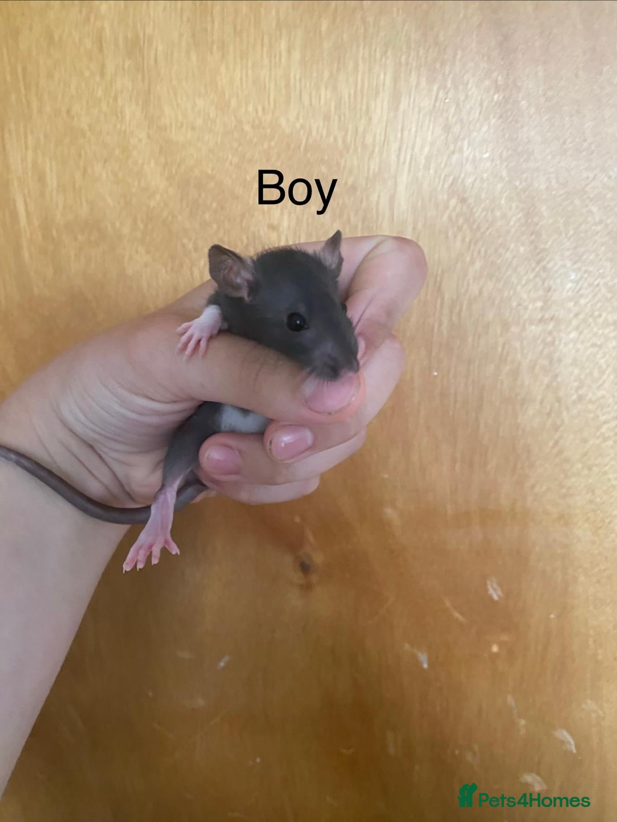 Rat rodents for sale: Mixed sexed baby rats in Chelmsford - Advert 20