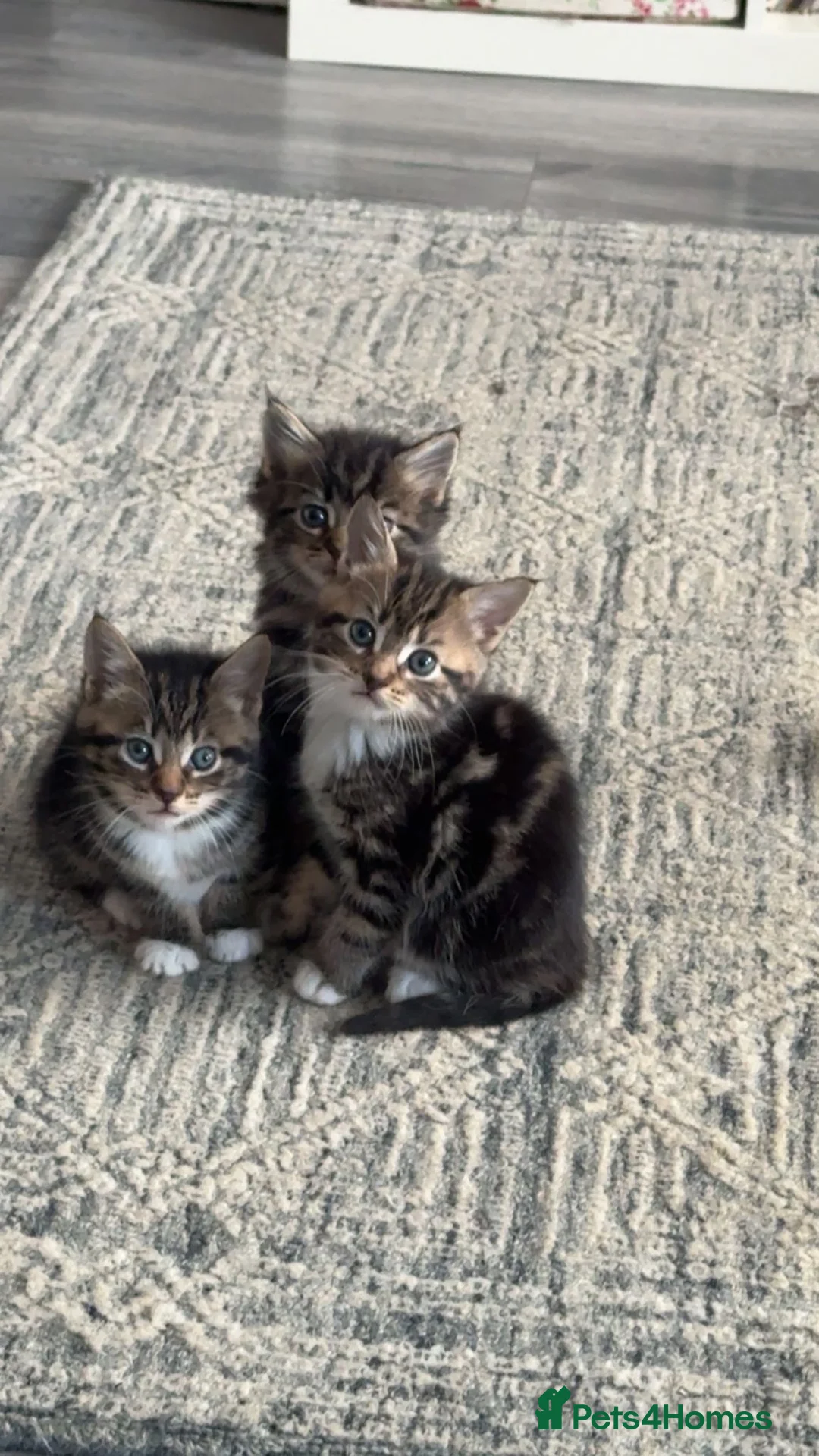 Mixed Breed cats for sale: Beautiful kittens - Advert 4