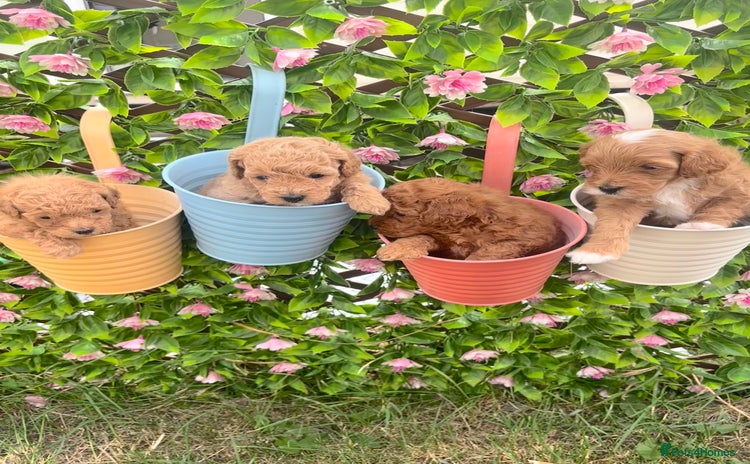 Maltipoo dogs - Advert 2