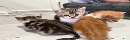 Mixed Breed cats for sale: BEAUTIFUL TORTISHELL KITTEN AND MORE - Advert 2