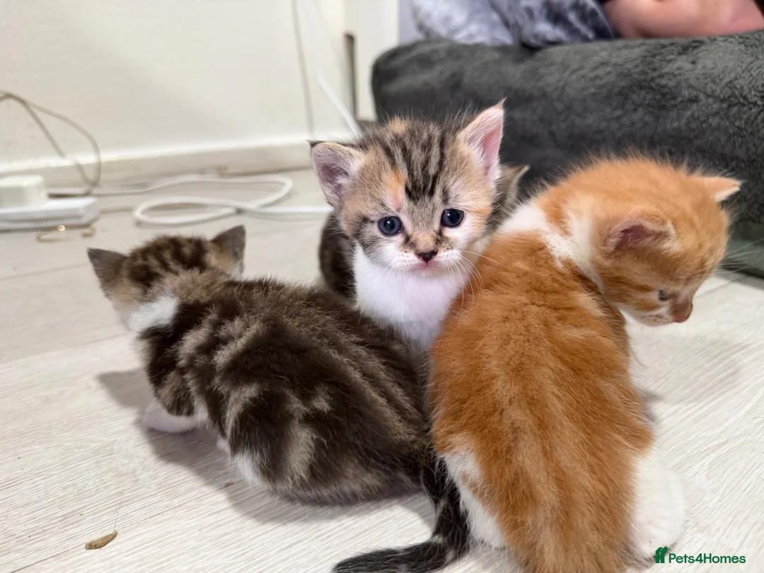 Mixed Breed cats for sale: BEAUTIFUL TORTISHELL KITTEN AND MORE - Advert 2