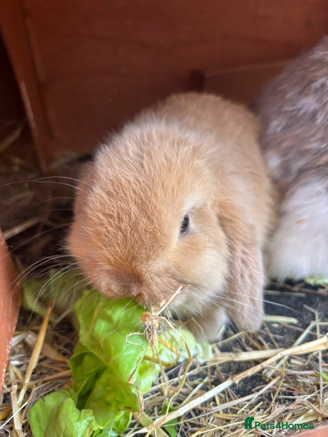 Mini Lop rabbits for sale: Beautiful Mini Lop - Advert 2