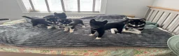 Mixed Breed dogs for sale: Crufts Line Husky x Malamute - Health tested 🐾 - Advert 9