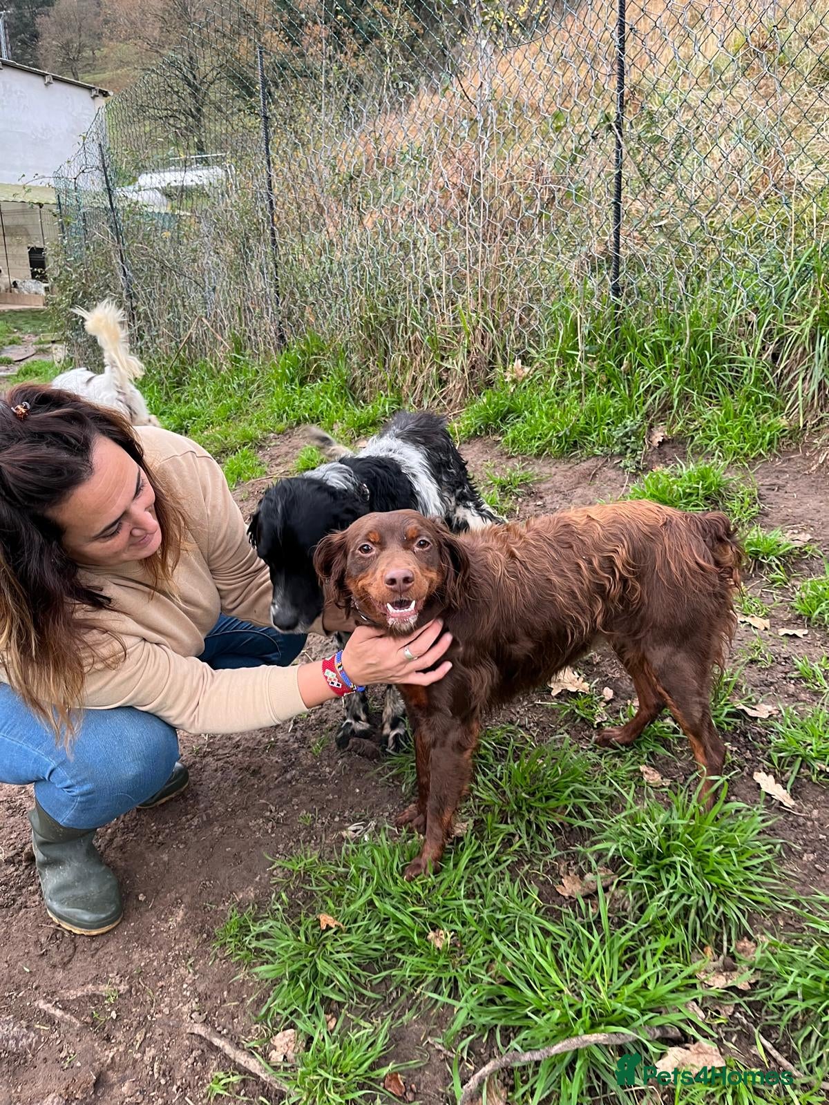 Brittany Spaniel dogs Diana, a lovely young Brittany - Advert 1