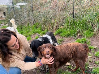 Brittany Spaniel dogs Diana, a lovely young Brittany - Advert 13