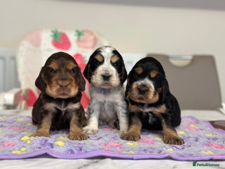 Cocker Spaniel dogs - Advert 3