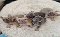 French Bulldog dogs for sale: Rosie litter  - Image 18