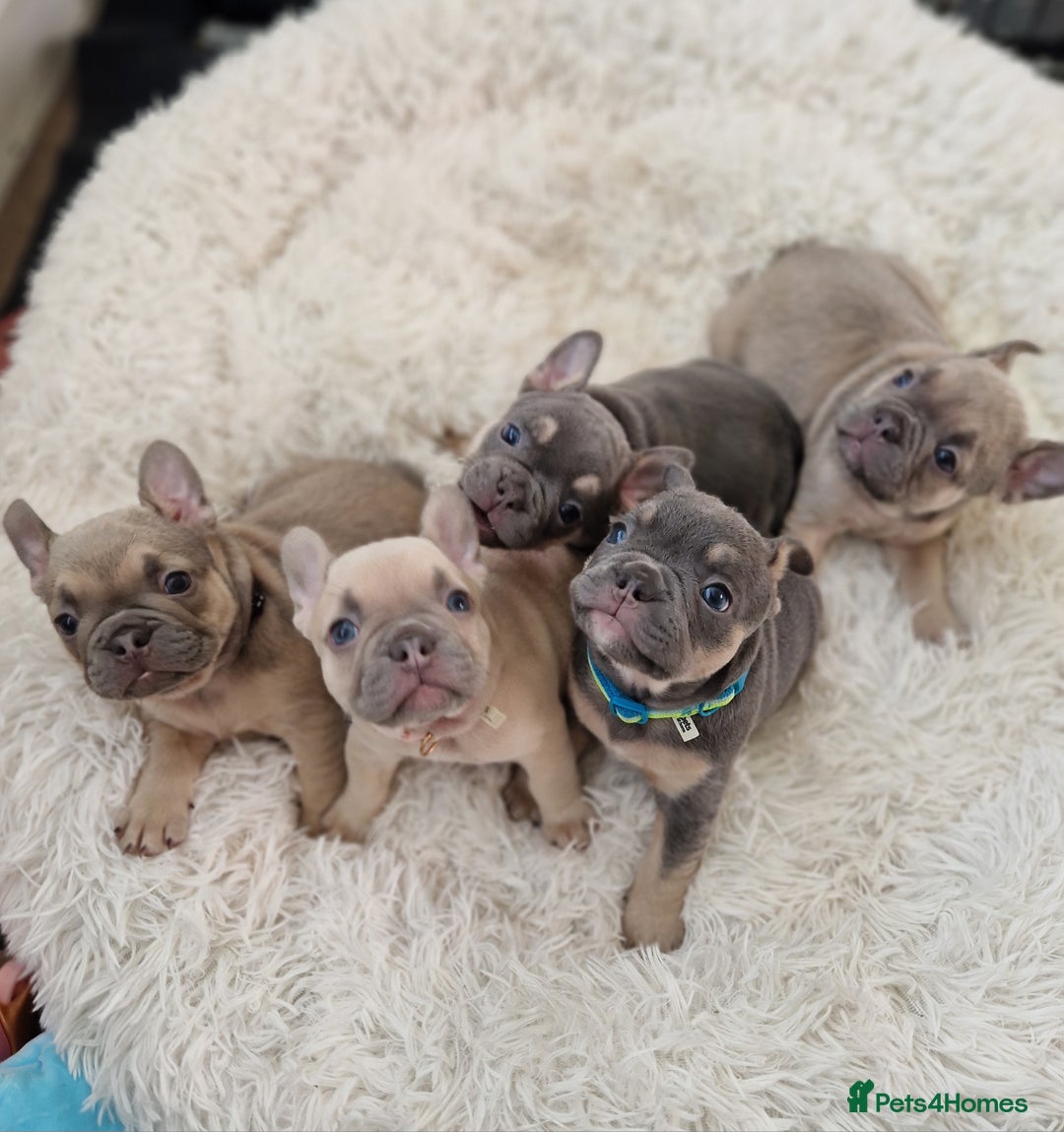 French Bulldog dogs for sale: Rosie litter  - Image 18