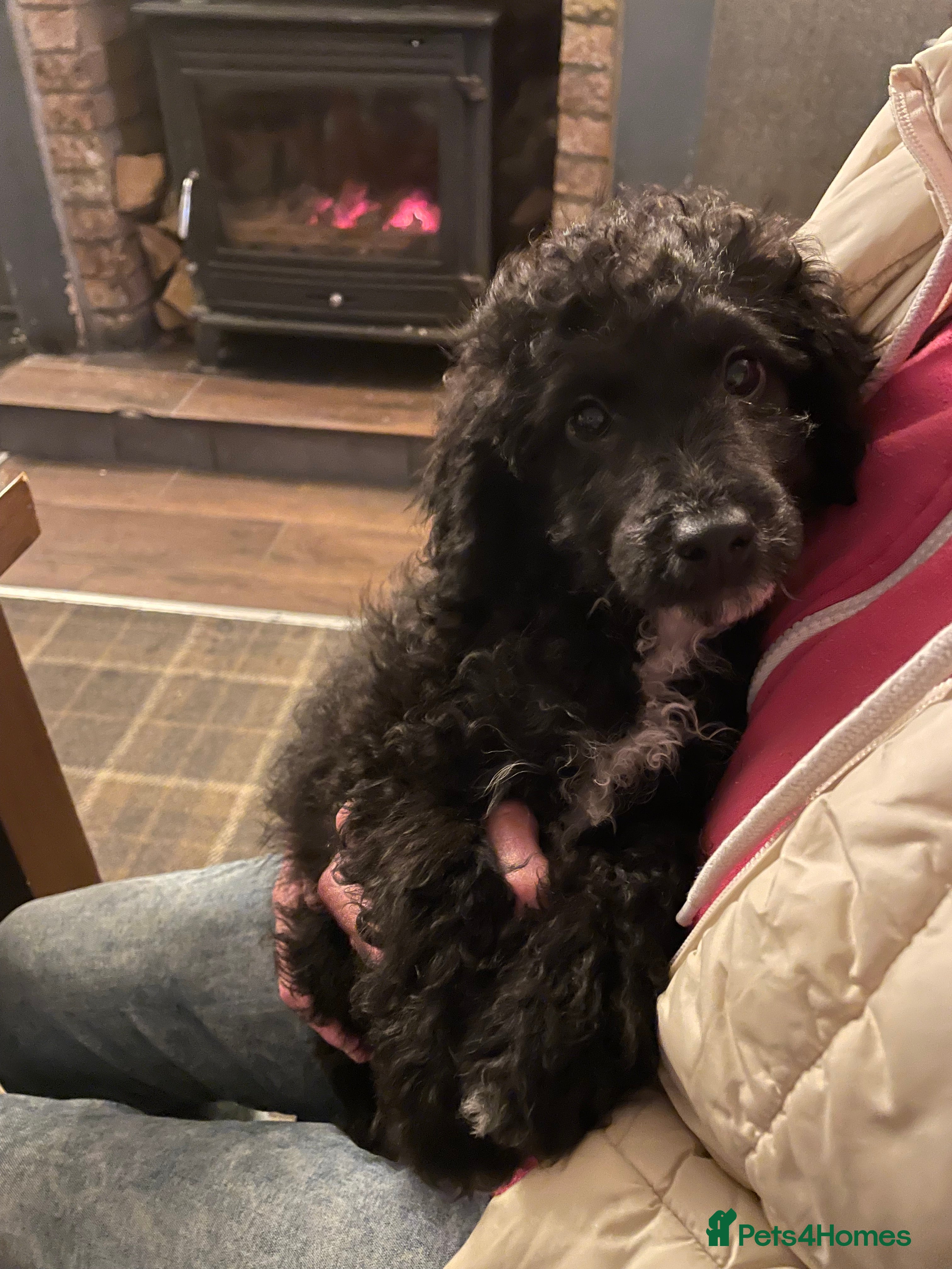 Cockapoo dogs Fully inoculated cockapoo-health tested parents  - Advert 1