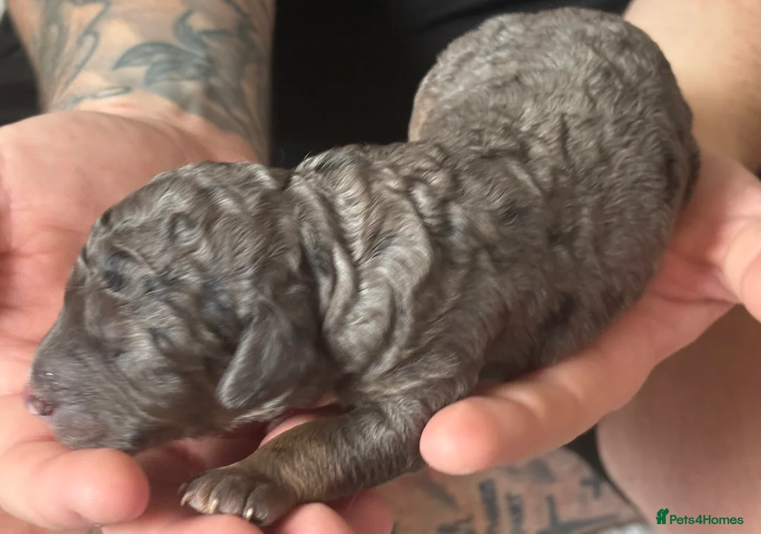 Cockapoo dogs for sale: BEAUTIFUL COCKAPOO PUPPIES  - Advert 21