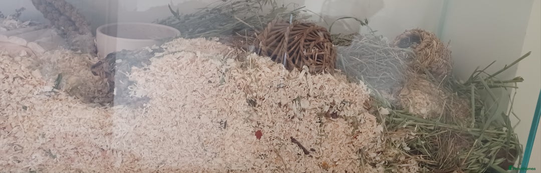 Hamster rodents for sale: Black male Syrian hamster and accessories  - Image 5