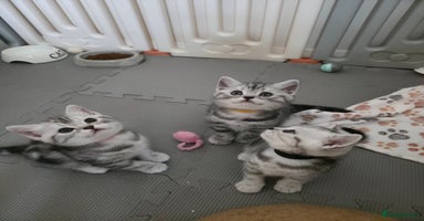 British Shorthair cats - Advert 16