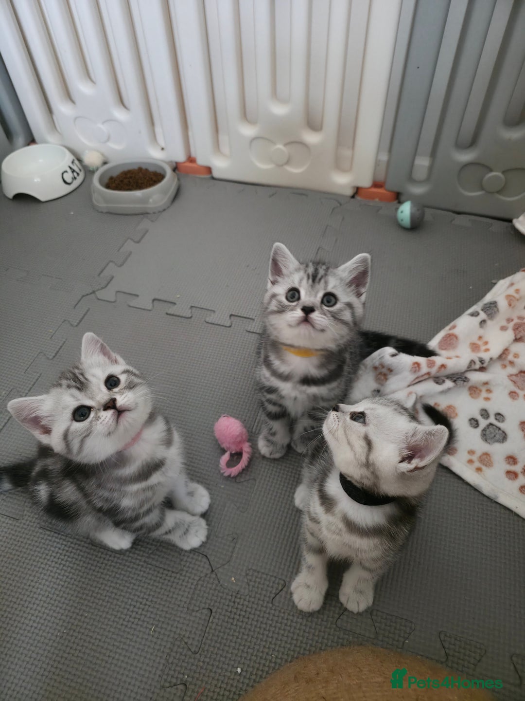 British Shorthair cats for sale: BSH Silver Tabby  - Image 2