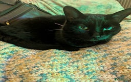 Mixed Breed cats for sale: Our beautiful binx for rehoming  - Image 7