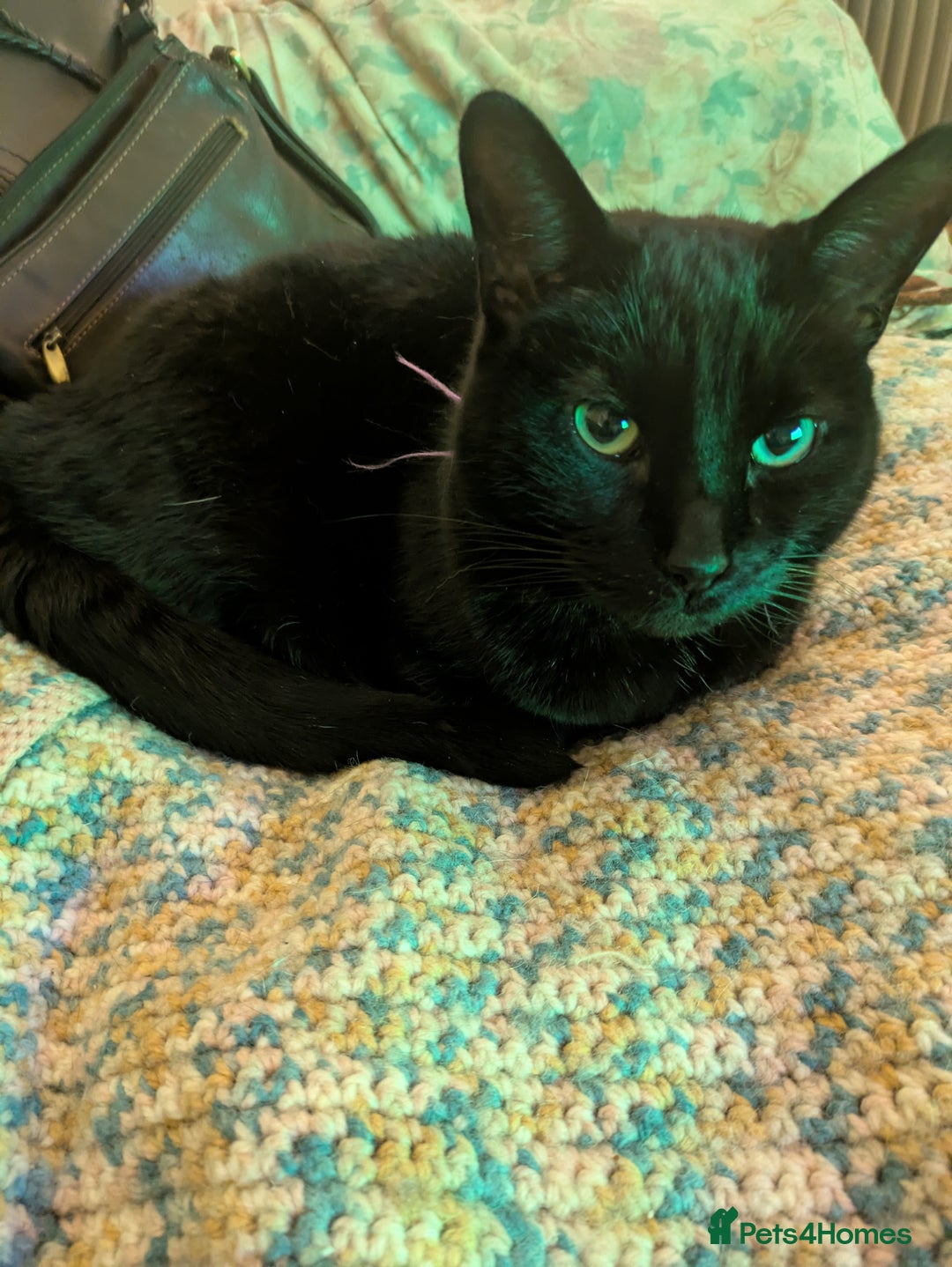 Mixed Breed cats for sale: Our beautiful binx for rehoming  - Image 7