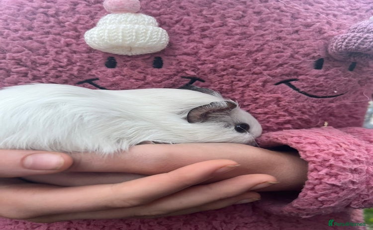 Guinea Pig rodents - Advert 13