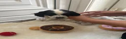 Cocker Spaniel dogs for sale: Worker Cocker Spaniel Puppies  in Cullompton - Advert 2