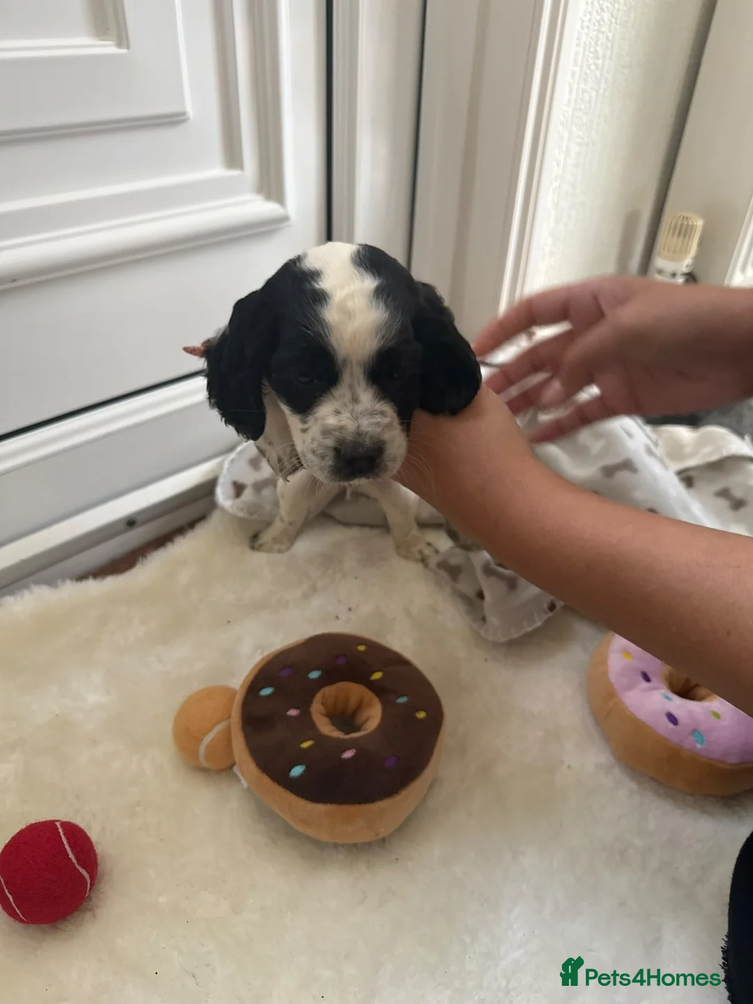 Cocker Spaniel dogs for sale: Worker Cocker Spaniel Puppies  in Cullompton - Advert 2