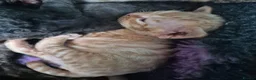 Devon Rex cats for sale: Devon rex kittens red/white bi colour - Advert 5