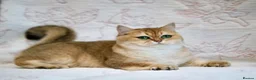 British Shorthair cats for sale: BSH Retired Queen, very young  - Advert 4