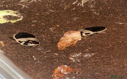 Mixed Breed invertebrates for sale: Mixed bugs for sale - Advert 2