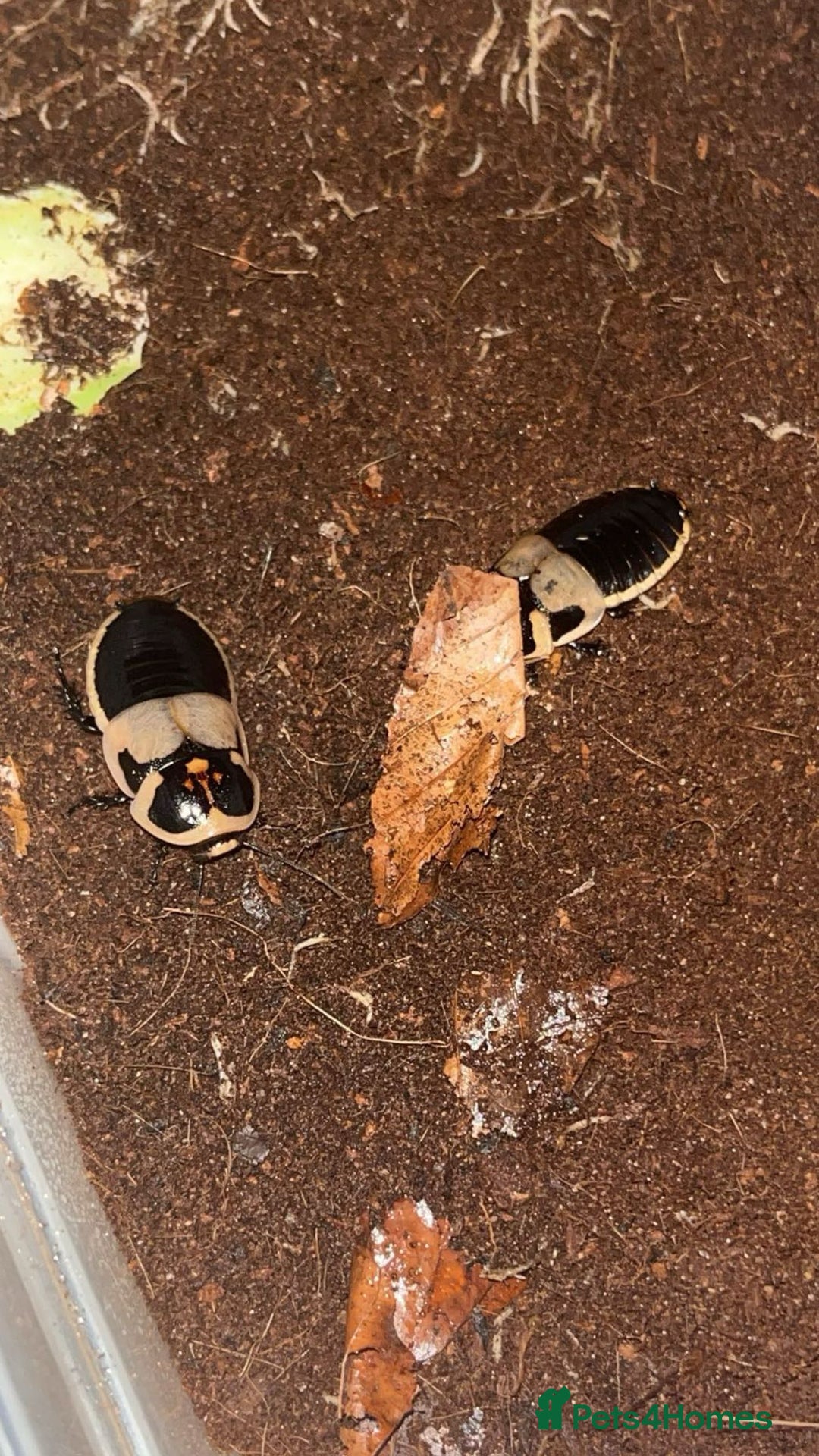 Mixed Breed invertebrates for sale: Mixed bugs for sale - Advert 2