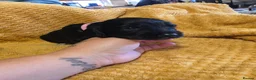 Sprocker dogs for sale: GORGEOUS SPROCKER PUPPIES  - Advert 15