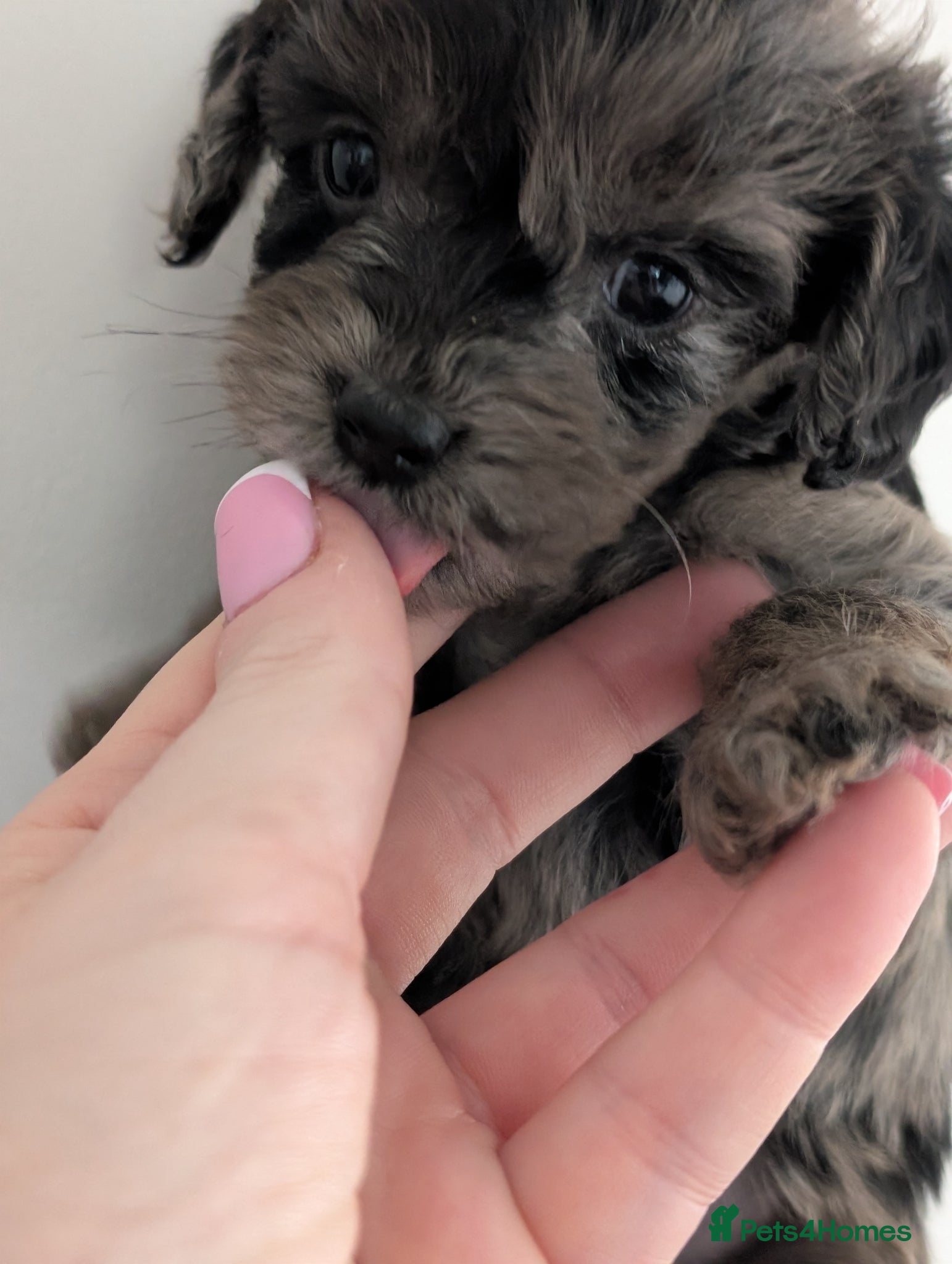 Mixed Breed dogs Beautiful mixed breed puppy  - Advert 1