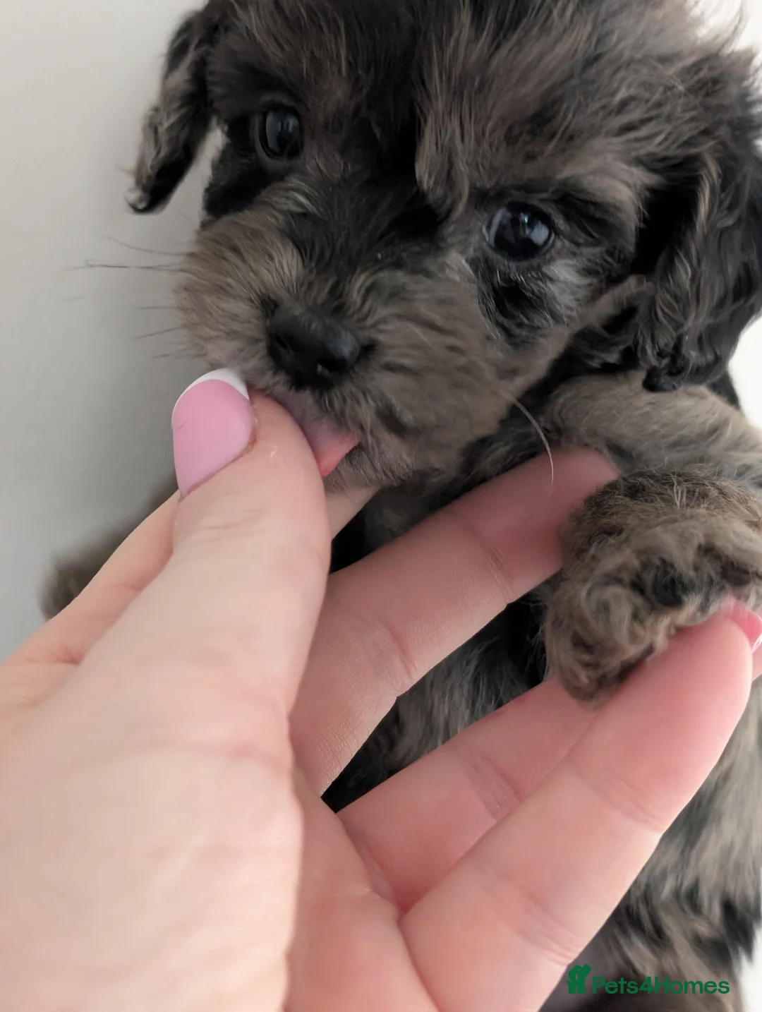 Mixed Breed dogs for sale: Beautiful mixed breed puppy  in Gerrards Cross - Advert 1