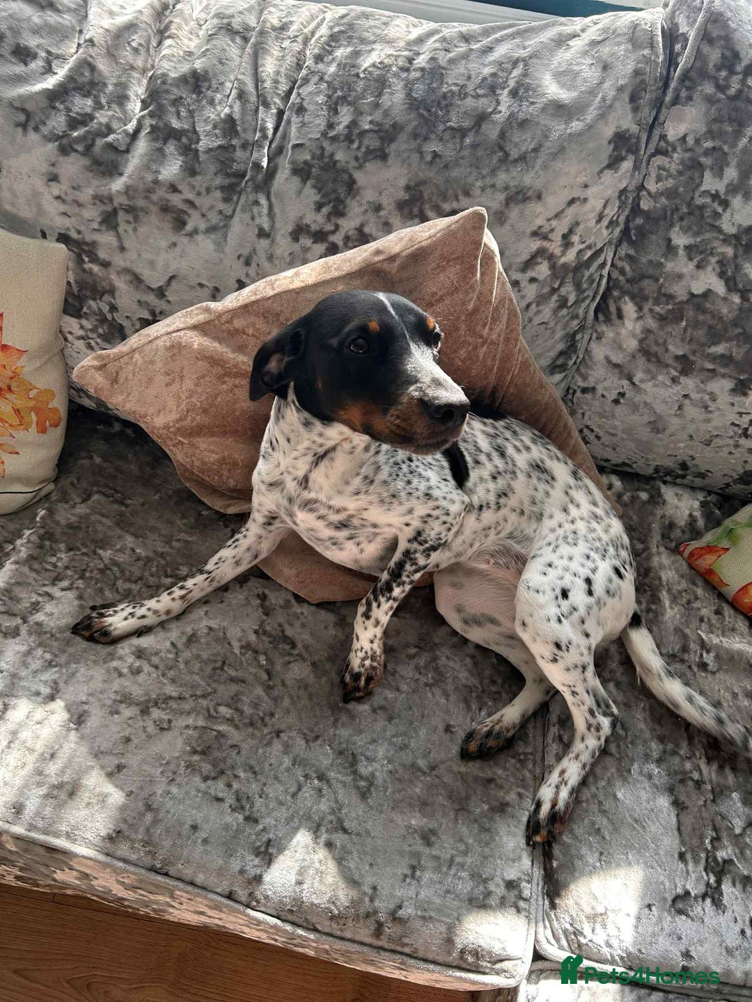 Mixed Breed dogs for sale: Cockajack for responsible rehoming  - Image 4